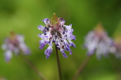 Anisochilus carnosus